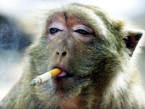 BAN01D:KANCHANABURI,THAILAND,29NOV99 - Namwan, a 10-year-old female monkey, takes a puff on a cigarette at a temple in Kanchanaburi, west of Bangkok November 28. After being discarded by her owners three years ago at the temple, Namwan started to pick up and smoke used cigarette butts and has now become addicted  to smoking. Namwan now asks passers-by for a cigarette to help fuel the habit.    jir/Photo by Sukree Sukplang      REUTERS